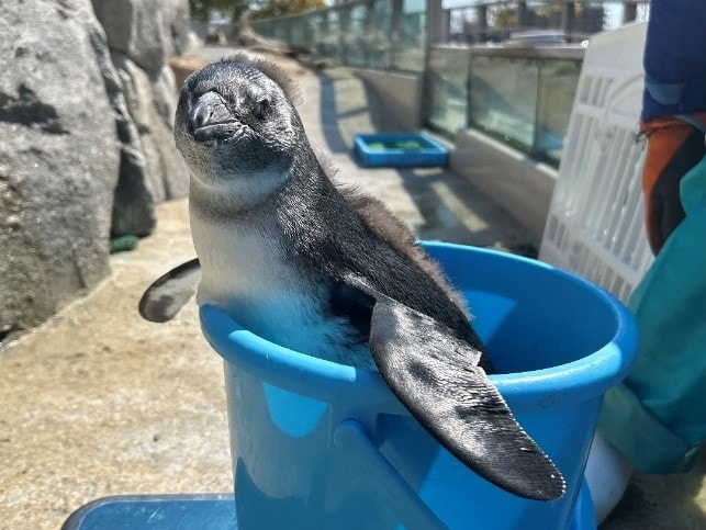水色のバケツに入って体重測定する様子