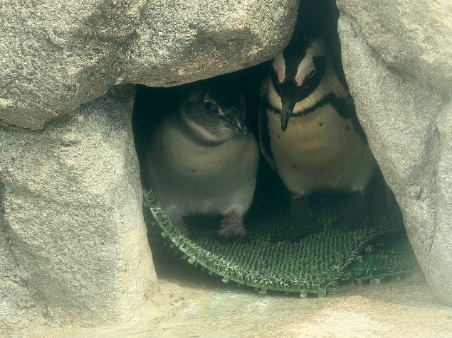 親ペンギンと一緒に巣でくつろぐ様子