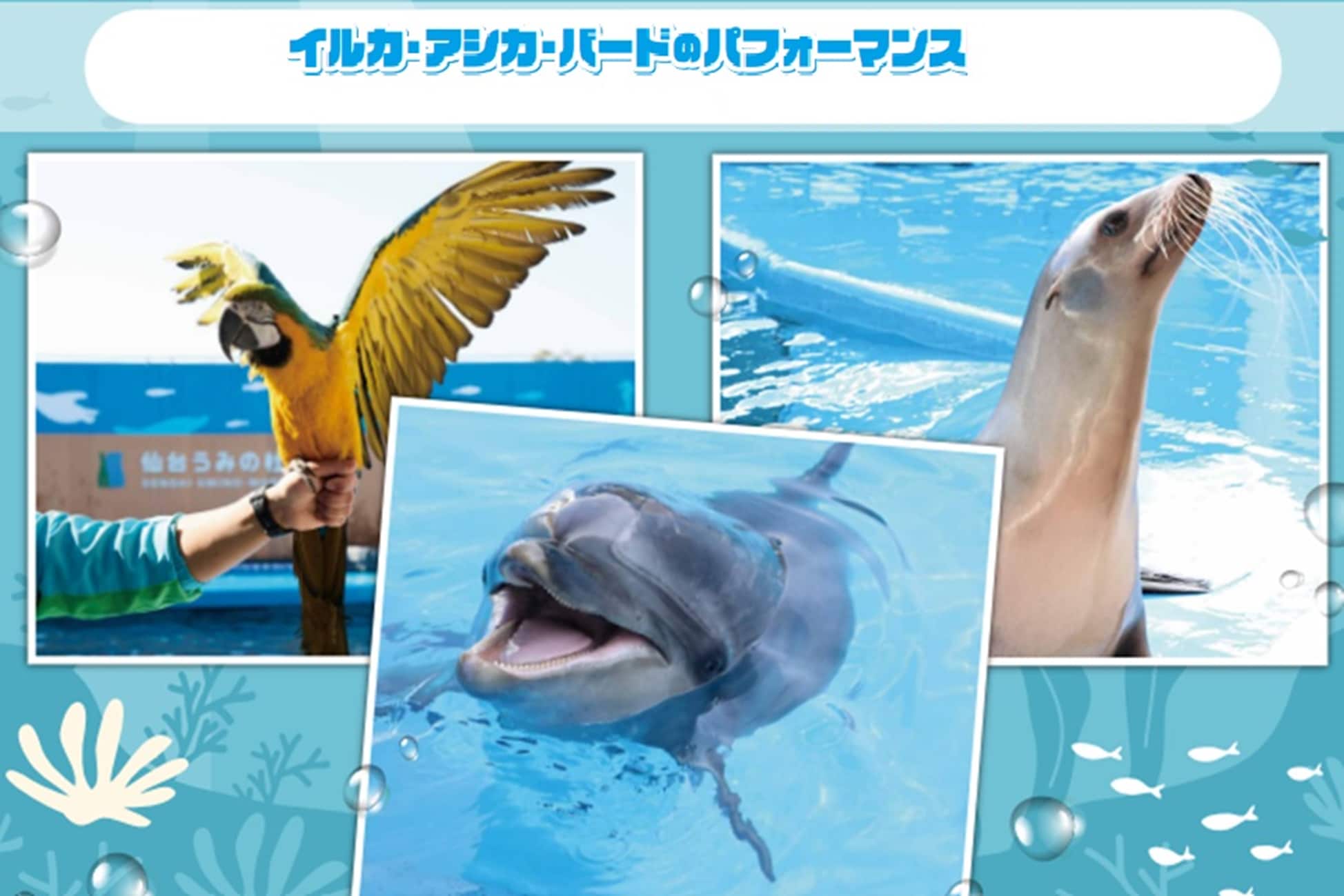 4199 外国切手　モルディブ 　イルカとネズミイルカ 切手シート 4199 外国切手 モルディブ イルカとネズミイルカ 切手シート