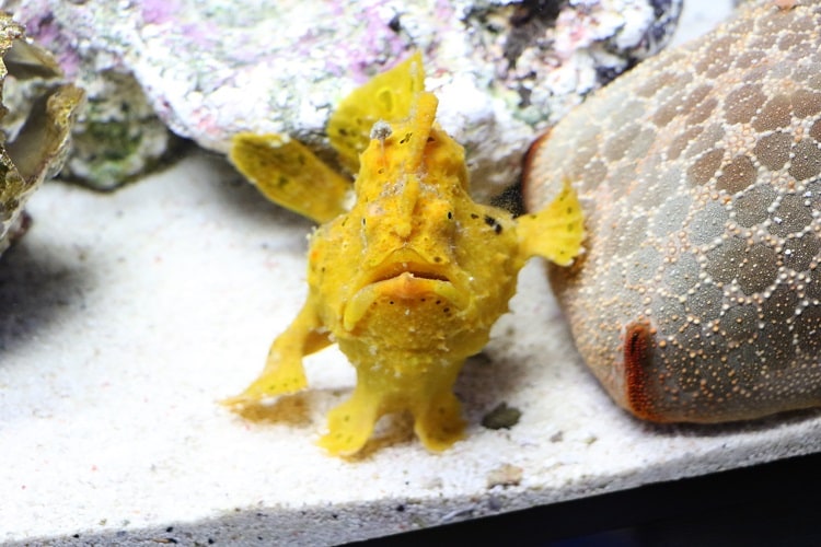 生きものたち｜仙台うみの杜水族館
