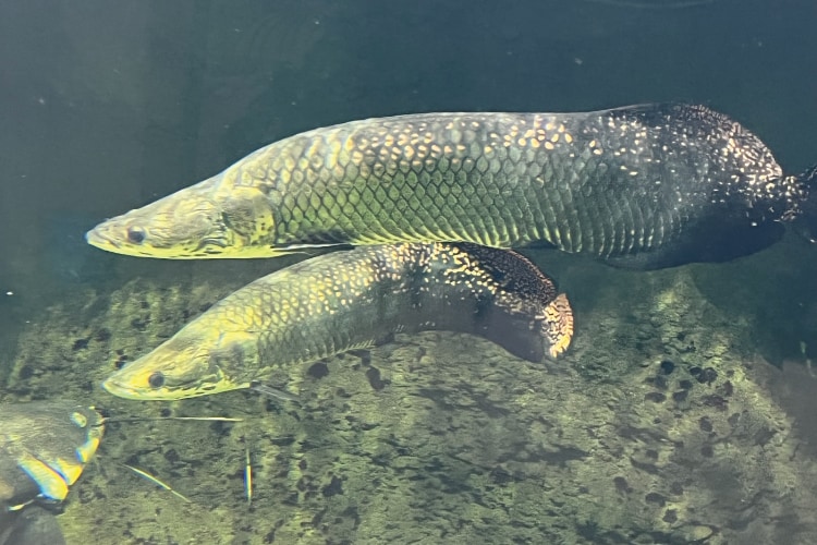 生きものたち｜仙台うみの杜水族館