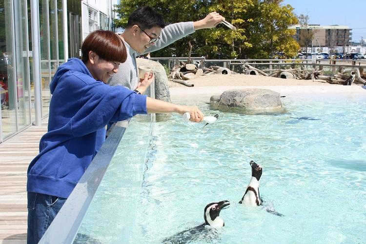仙台うみの杜水族館のペンギンフィーディングタイムinうみの杜ビーチ