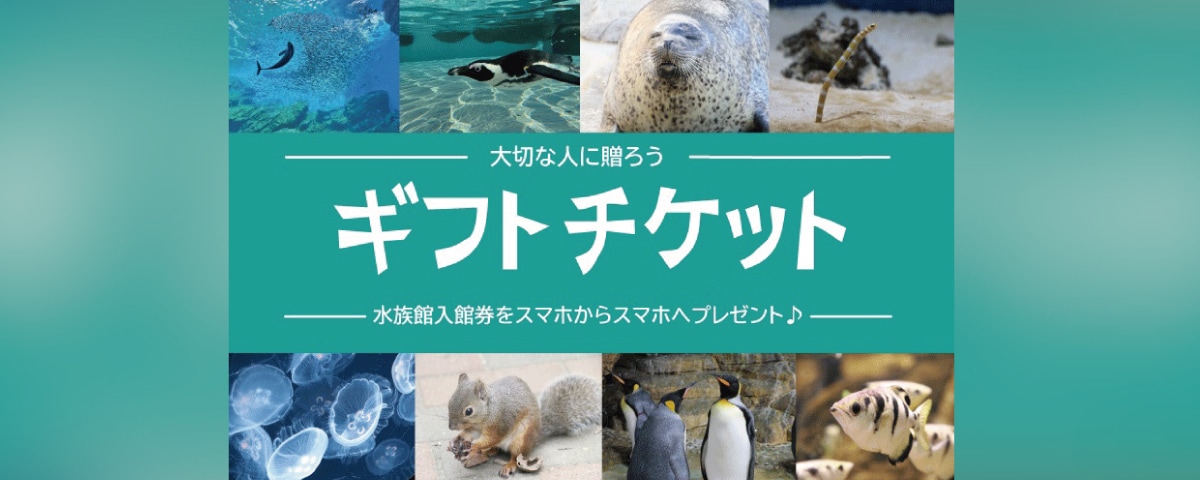 大切な人に贈ろう仙台うみの杜水族館『eギフトチケット』|仙台うみの杜水族館 仙台うみの杜水族館 チケット