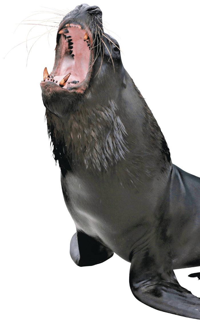 アシカ