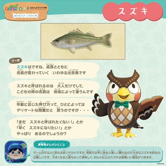 生きもの解説