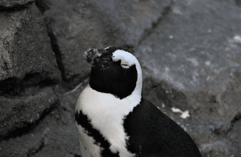 夜の生きものたちを観察しよう！ペンギンが笑っている画像