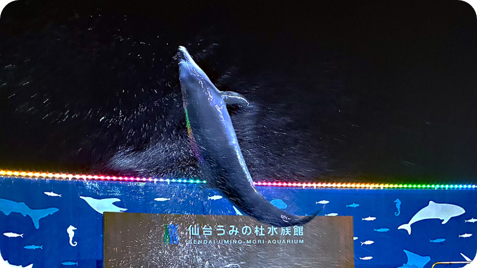 イルカショー