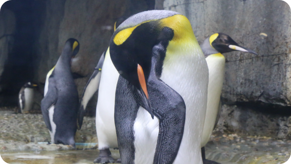 ペンギン