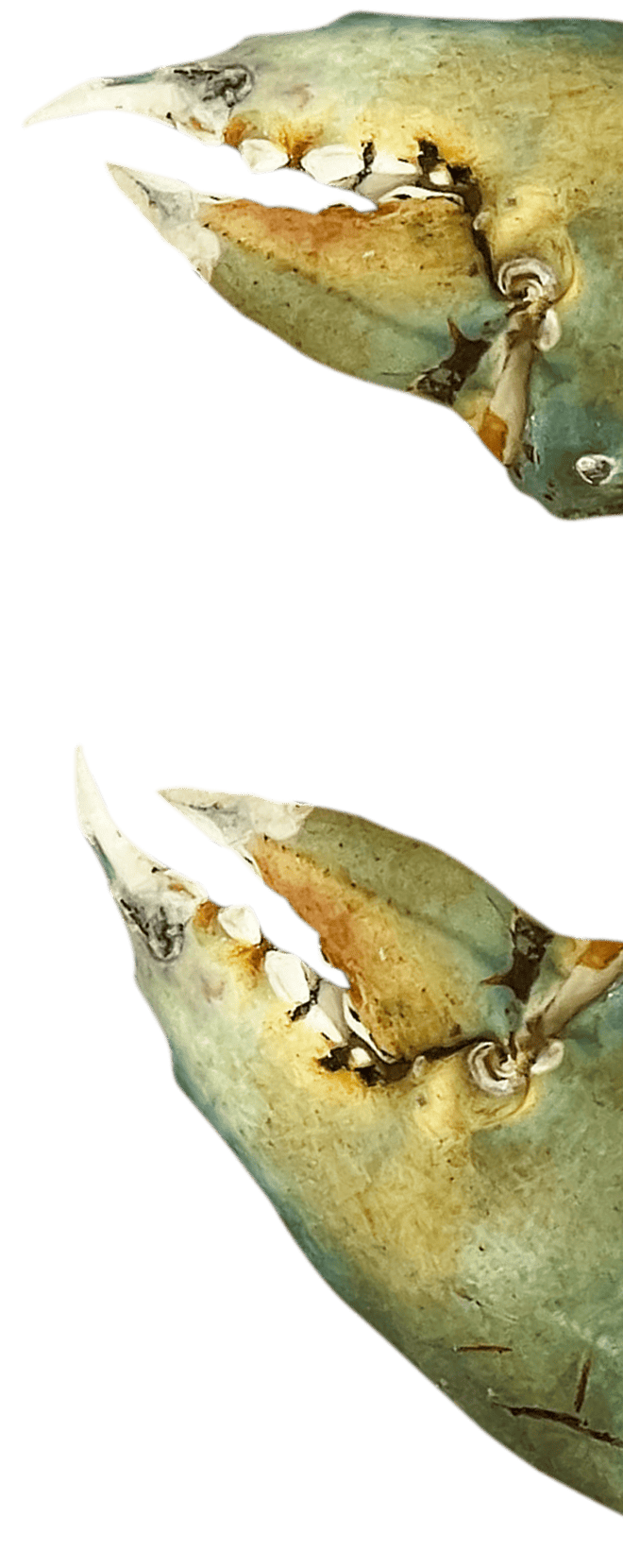 カニハサミ