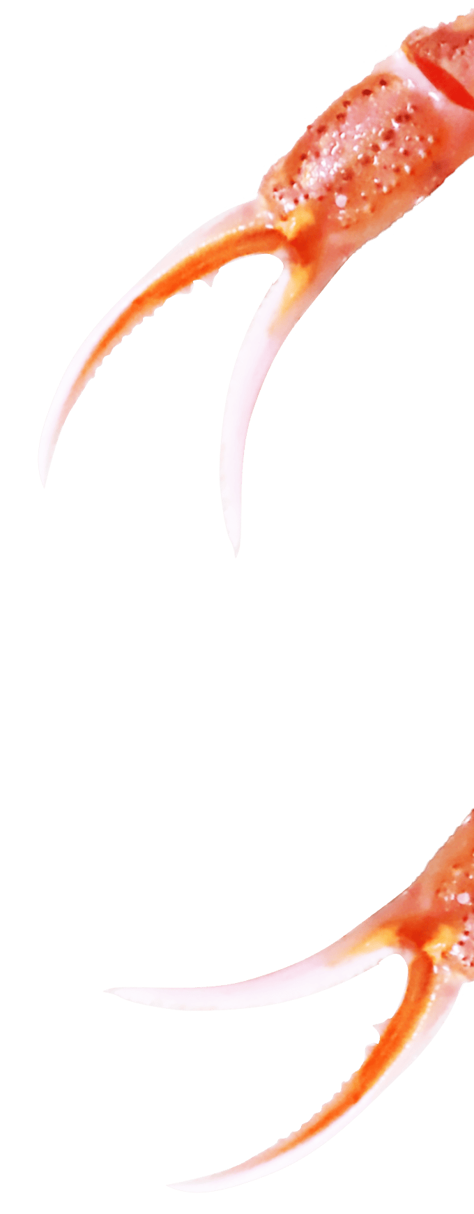 カニハサミ