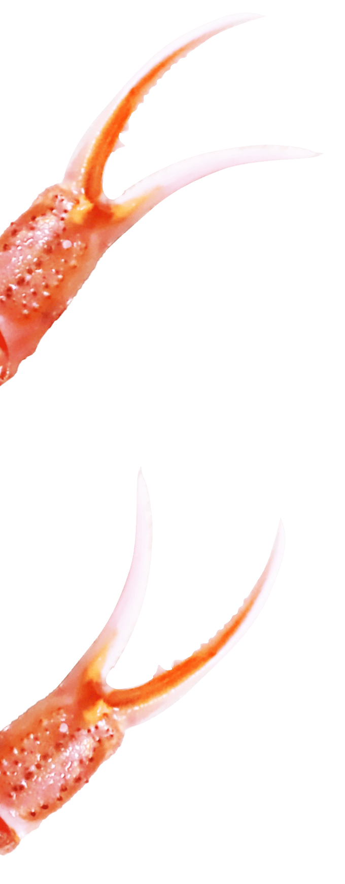 カニハサミ
