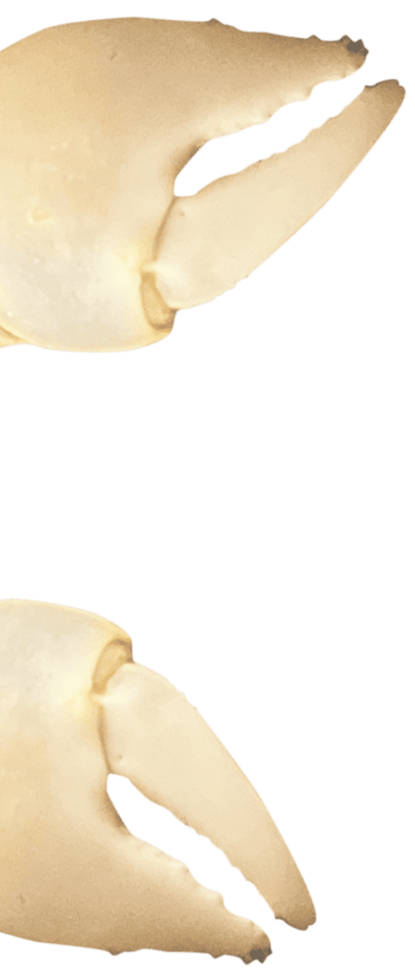 カニハサミ