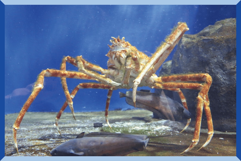 タカアシガニ