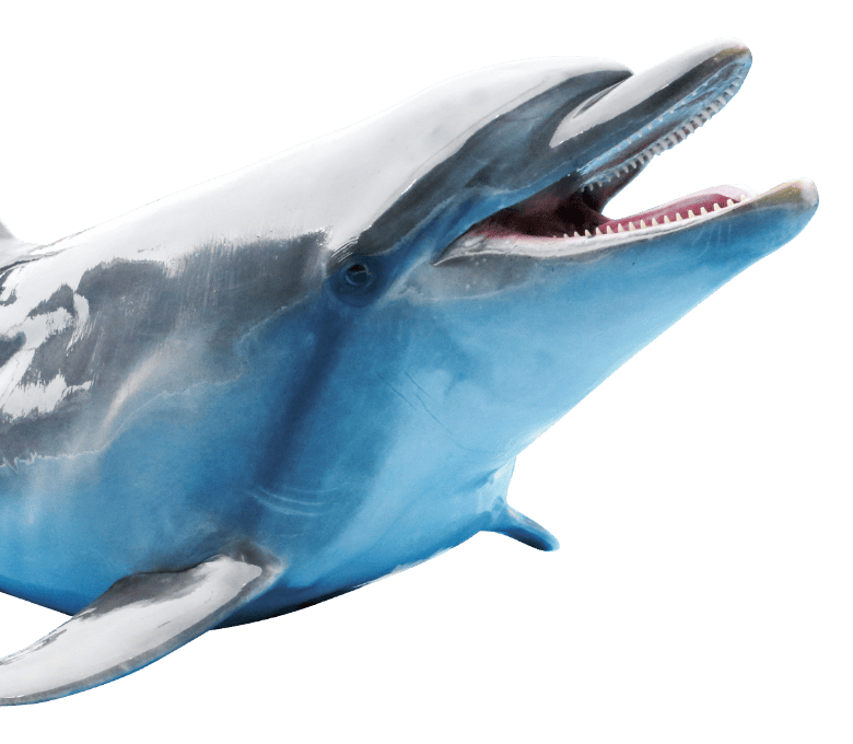 イルカ