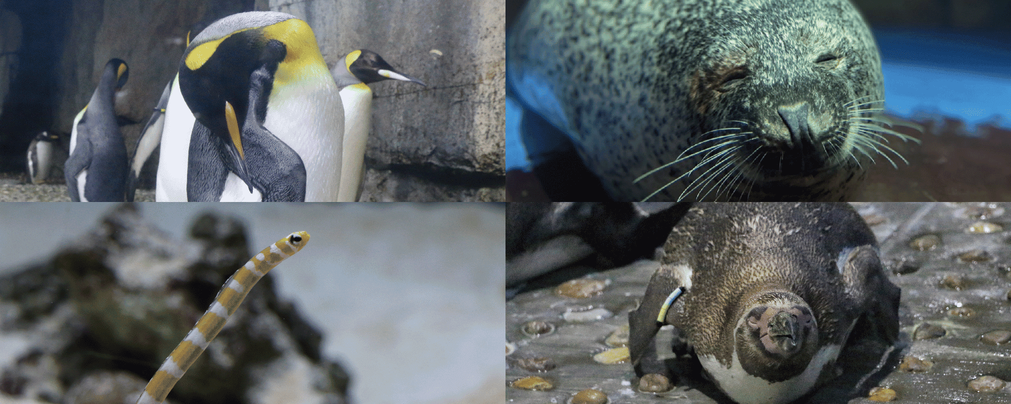 うみの夜水族館イメージ