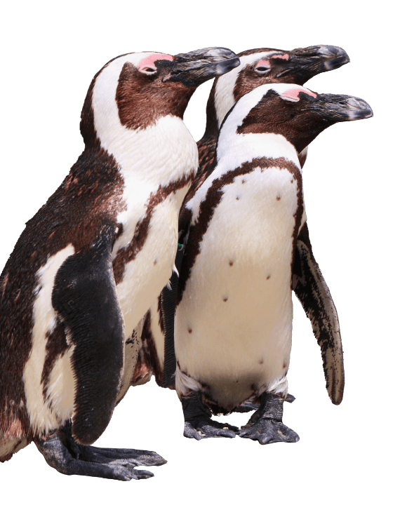 ペンギン