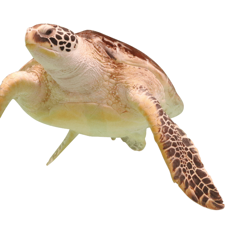 ウミガメ