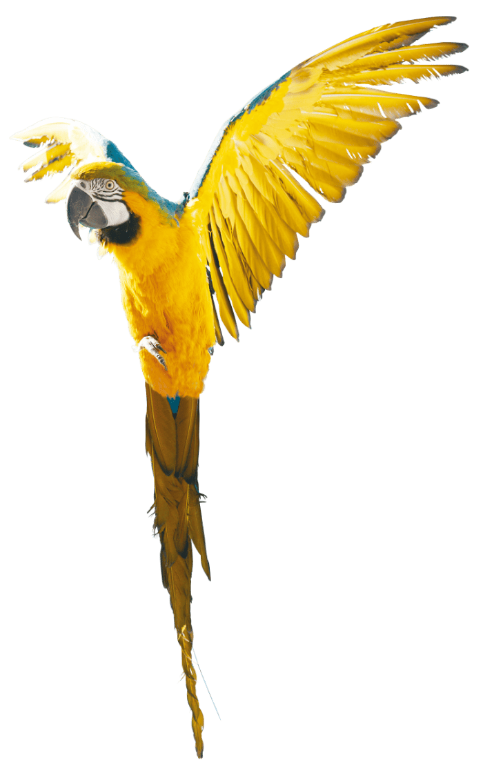 オウム