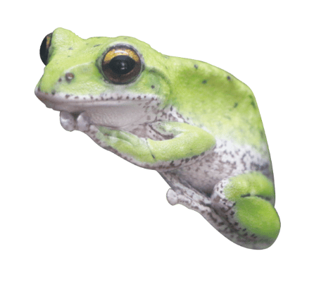カエル