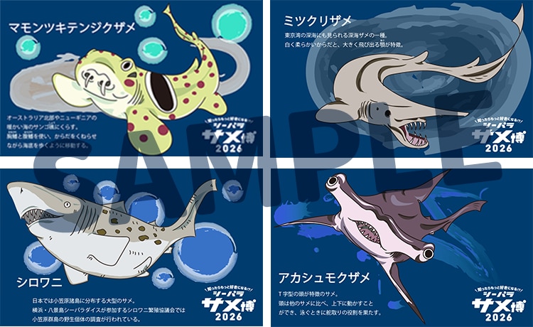 オリジナルのサメカード