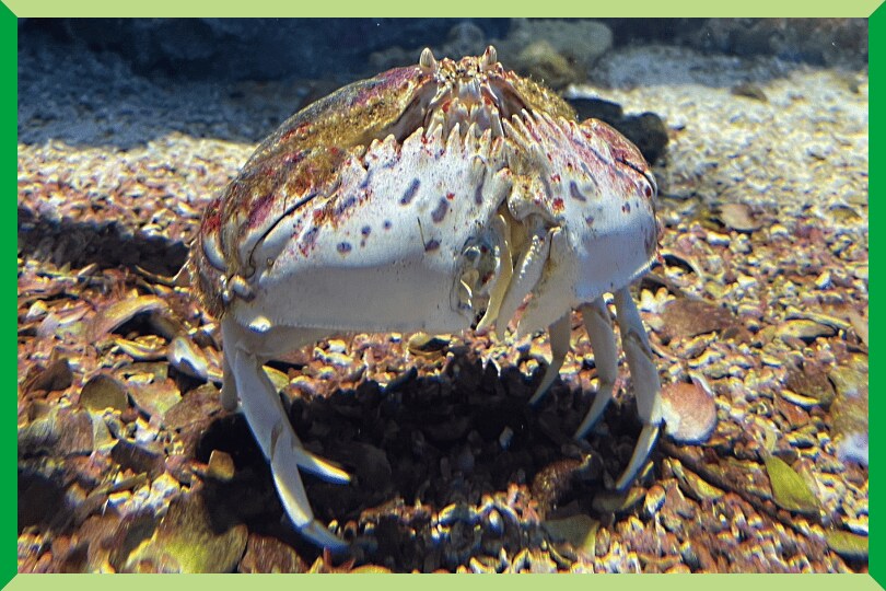 トラフカラッパ