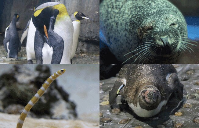 うみの夜水族館イメージ