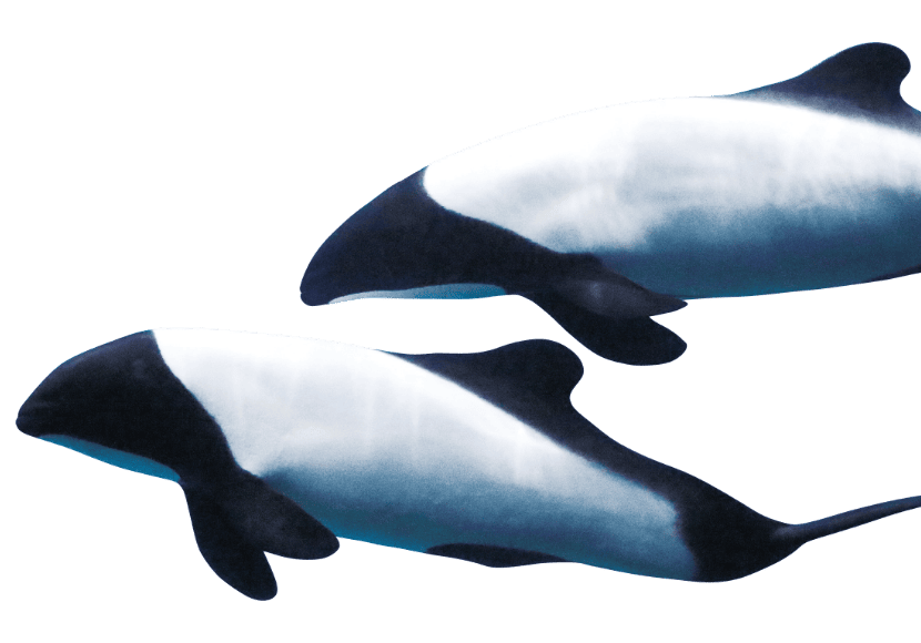 イロワケイルカ